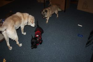 Here is little "Scotty" at Hubbard's Hounds Rescue meeting some new friends. 